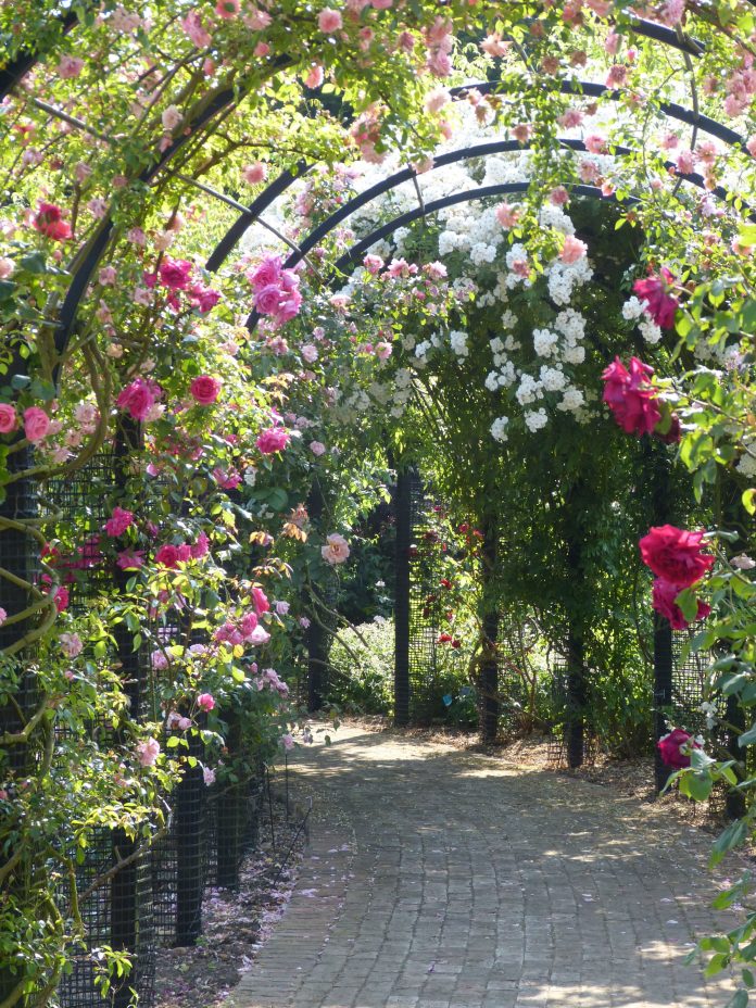 10+ Rose Garden Ideas - Simphome